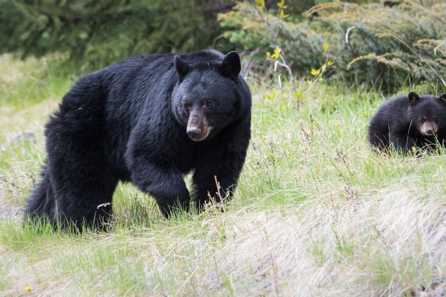 Black Bear in Dream