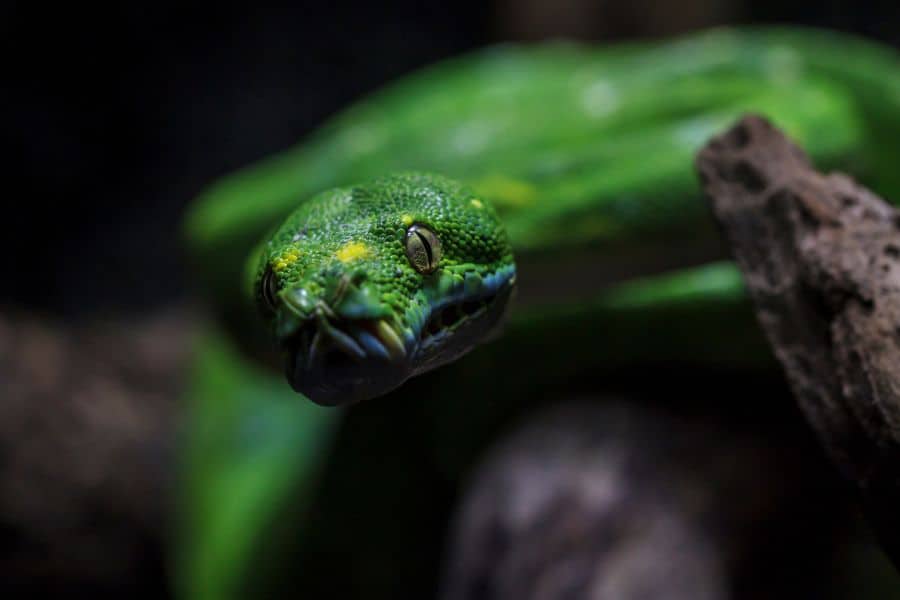 Common Examples of Green Snake Dreams