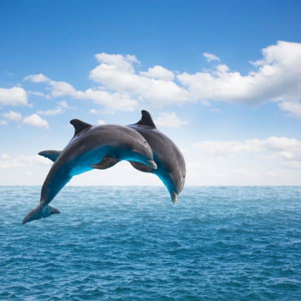 Dreaming About Dolphins Jumping