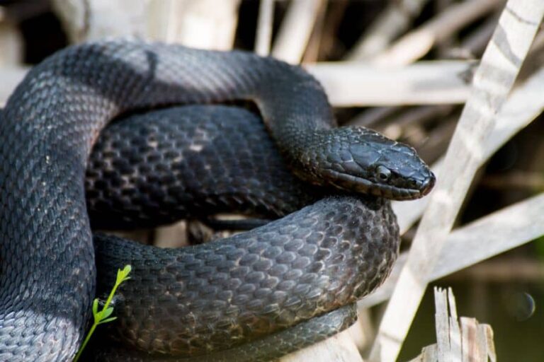 Black Snake in Dream Meaning and Symbolism - Sleep Pilot
