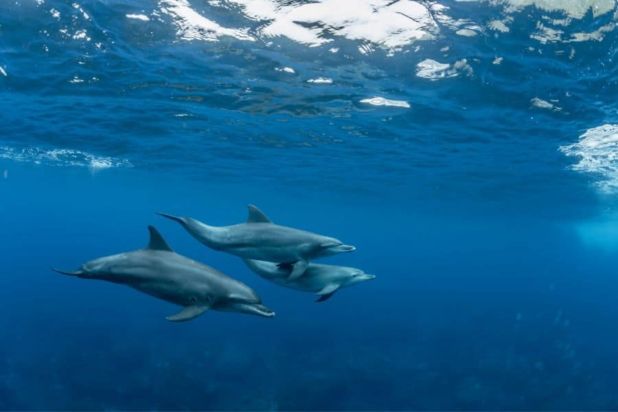 dolphin dream meaning