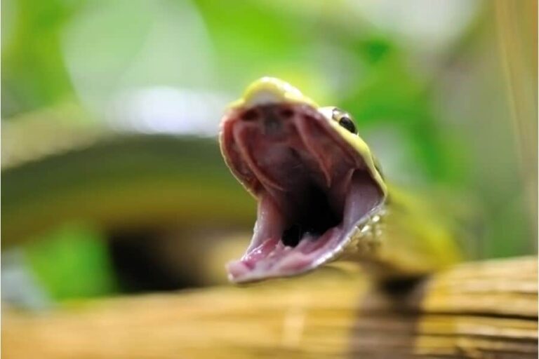 Snake Attack Dream Meaning Psychological Spiritual pin-on-god-quotes