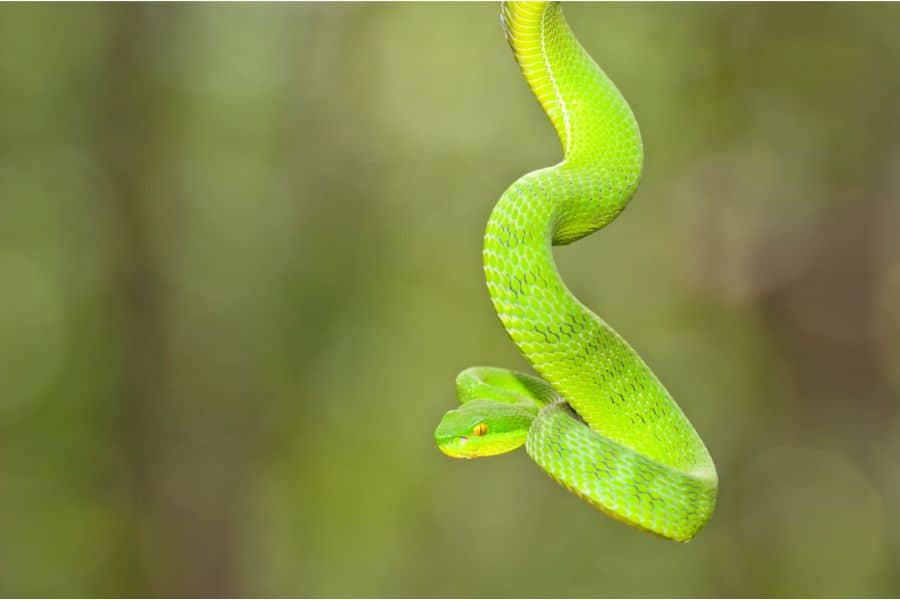 green snake in dream