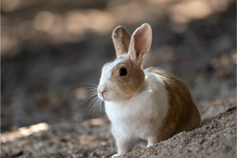 rabbit dream meaning