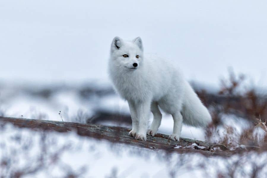 Dream of A White Fox