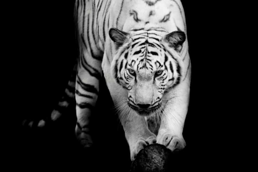 dream about a white tiger