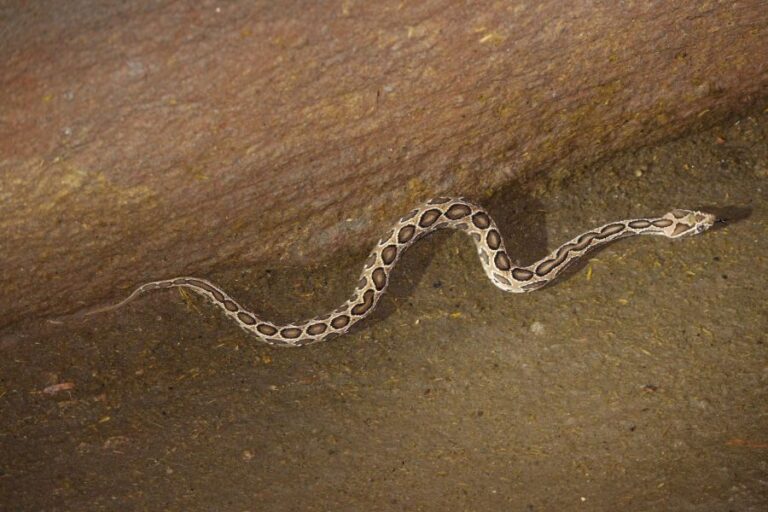 Dream About Snakes in House Meaning