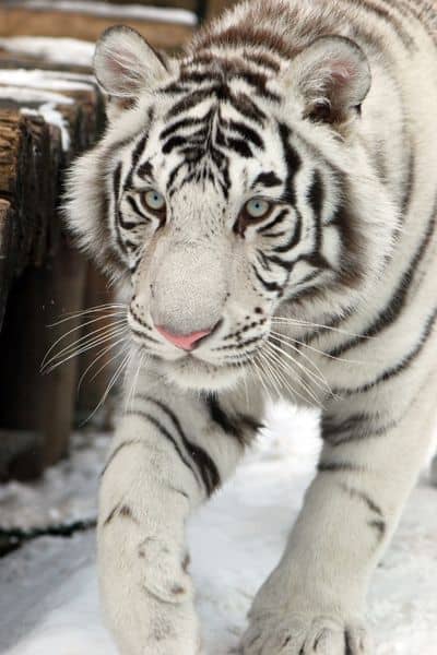white tiger dream meaning