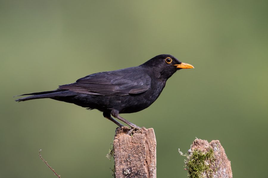 black bird dream meaning