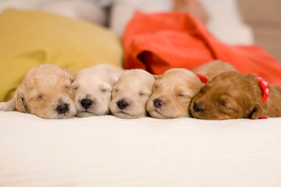 dream about puppies