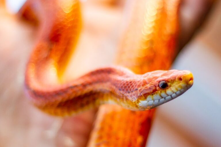 Dream of Orange Snake Meaning
