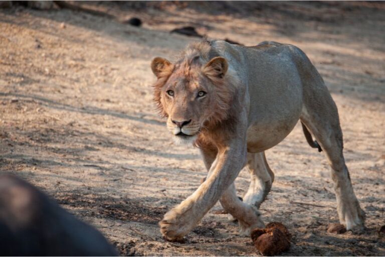 Dreaming of A Lion Chasing You Meaning Sleep Pilot