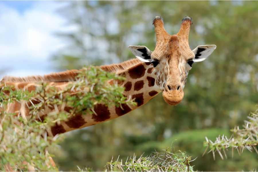 giraffe dream